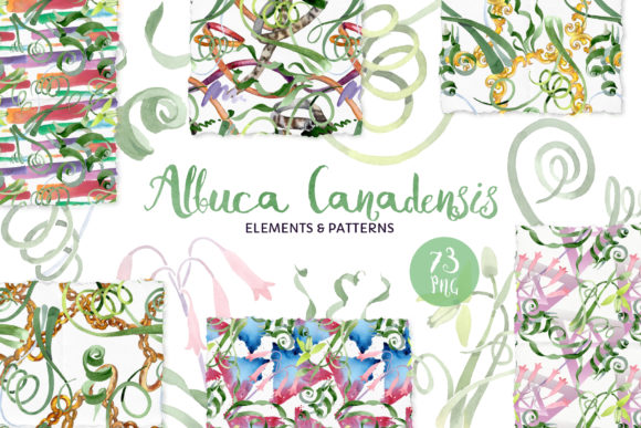 Albuca Canadensis Flowers Watercolor: A Practical Review of the 73-File Clipart Set
