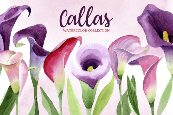 Calla Lily Watercolor Illustrations: A Versatile Creative Resource for DIY, Wedding Invitations, and Beyond