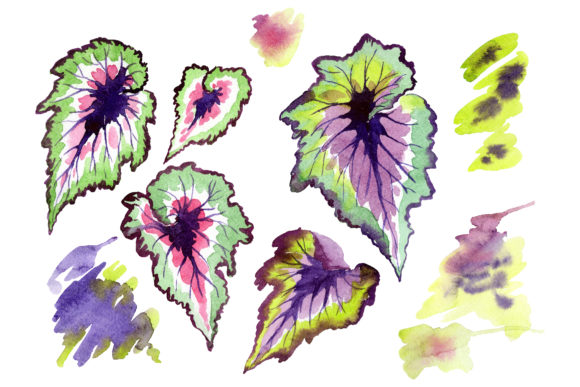 Nautilus-leaf Begonia Watercolor