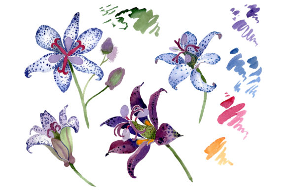 Tricitis Watercolor: A Versatile Design Asset